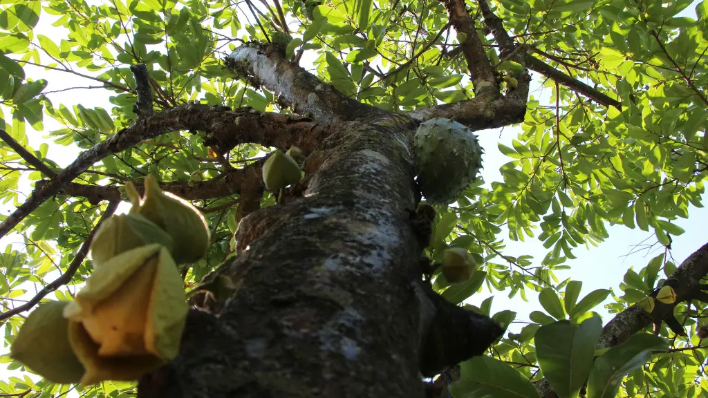unsplash_7lg6MBDDzK8_soursop.jpg.jpg.webp