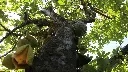 unsplash_7lg6MBDDzK8_soursop.jpg.jpg.webp