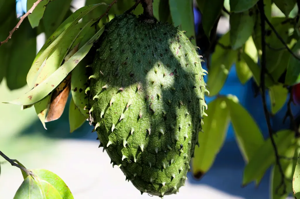 unsplash_VvEikYzNdRg_soursop.jpg.webp