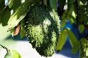 unsplash_VvEikYzNdRg_soursop.jpg.webp