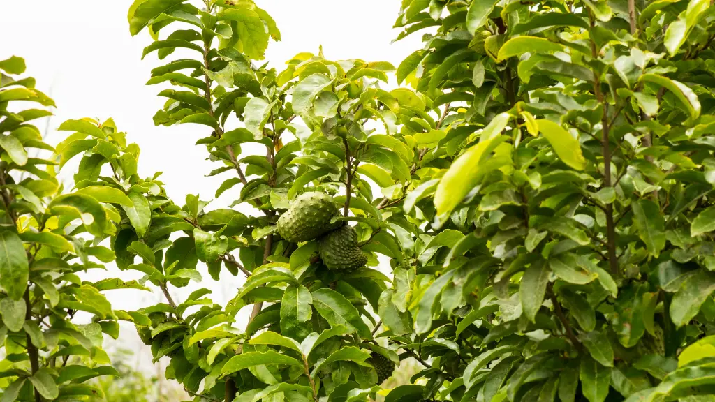 unsplash_kCuUOJDqNQ4_soursop.webp